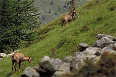 escursioni e attività sportive a les deux alpes